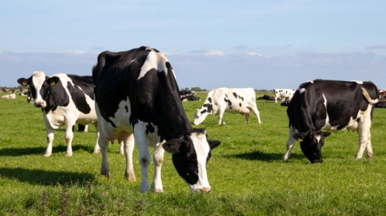 المغرب يوقف استيراد الأبقار من بريطانيا وأيرلندا الشمالية بسبب هذا المرض